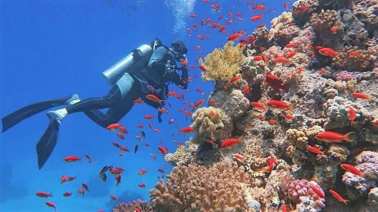 Scuba-Diving-Great-Barrier-Reef